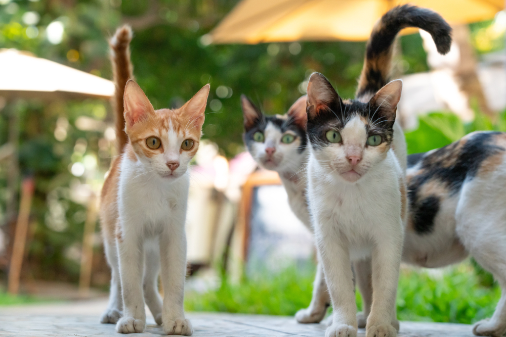 stray homeles looking cats chilling around