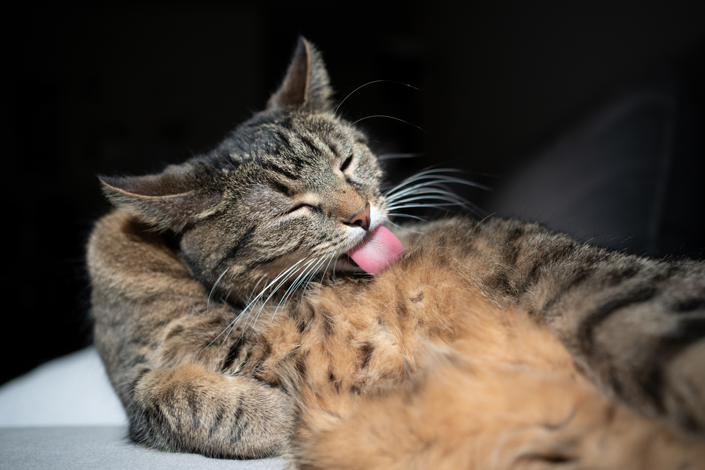 tabby cat lying on couch grooming fur on belly in sunlight