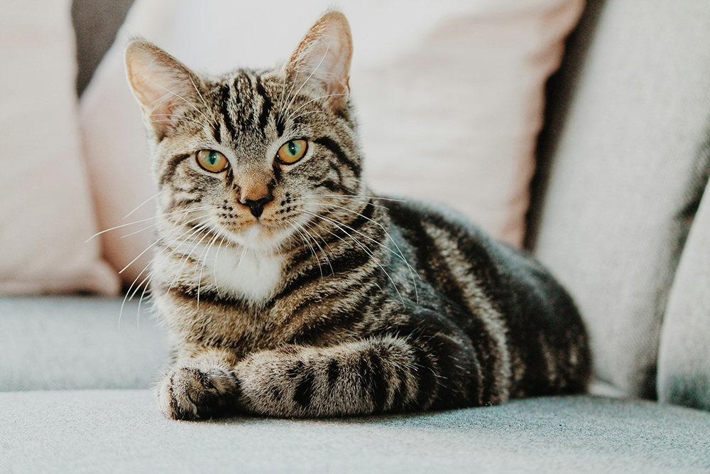 tabby cat on the sofa