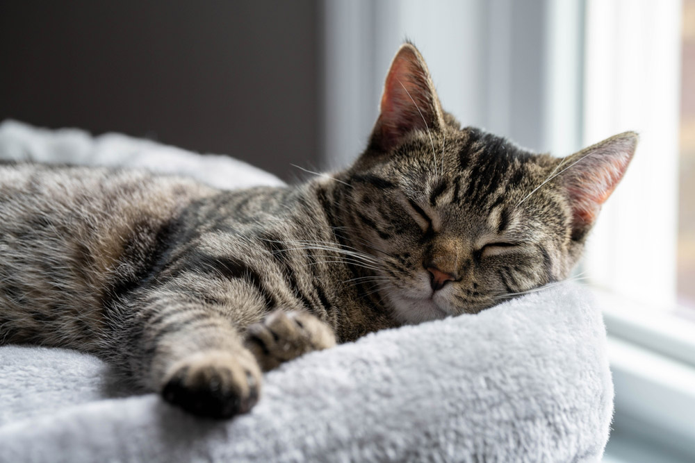 tabby cat sleeping on cat tree by the window