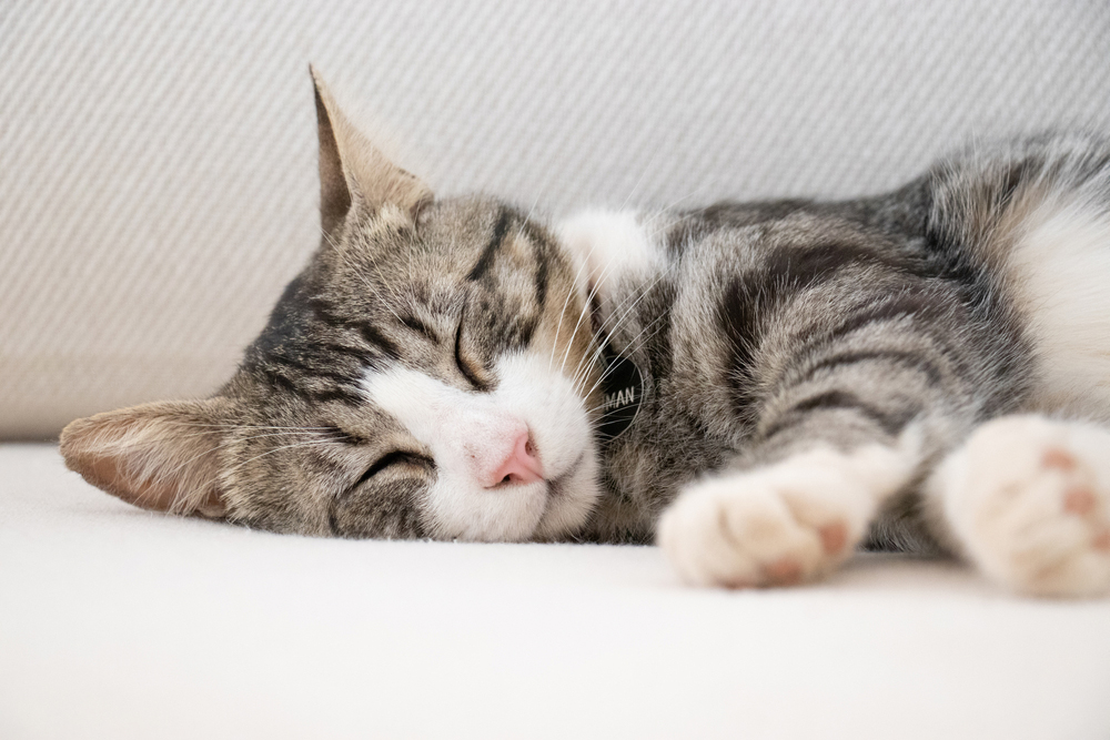 tabby cat sleeping on sofa