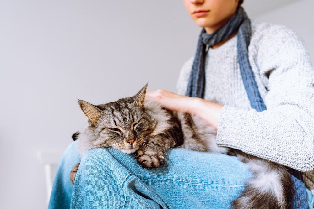 tabby cat sleeping on woman's lap