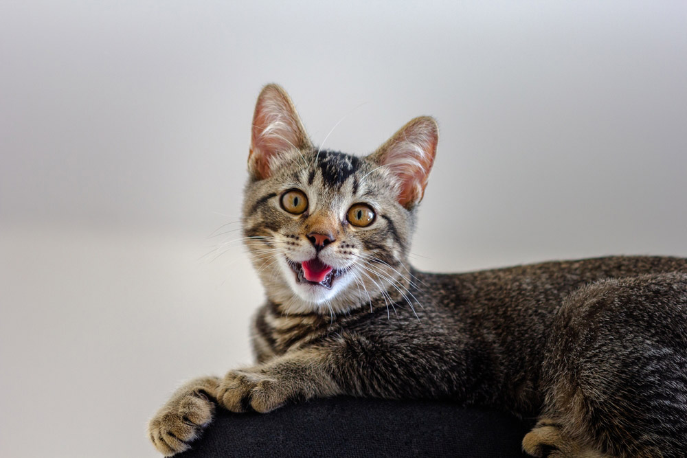 tabby cat with open mouth