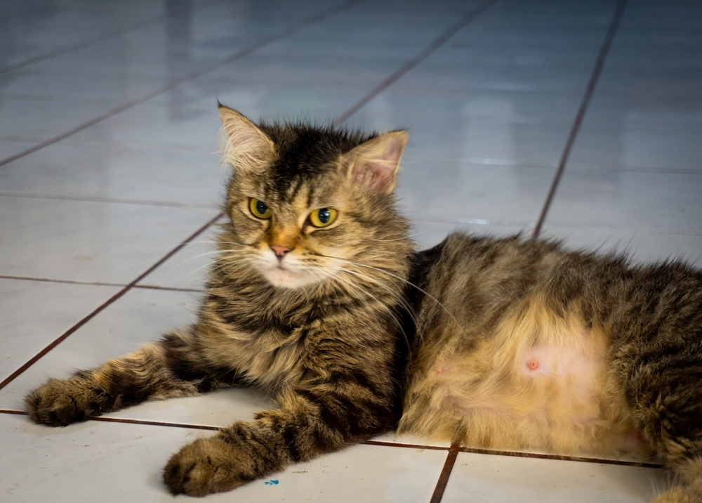 tabby persian cat lying on the floor