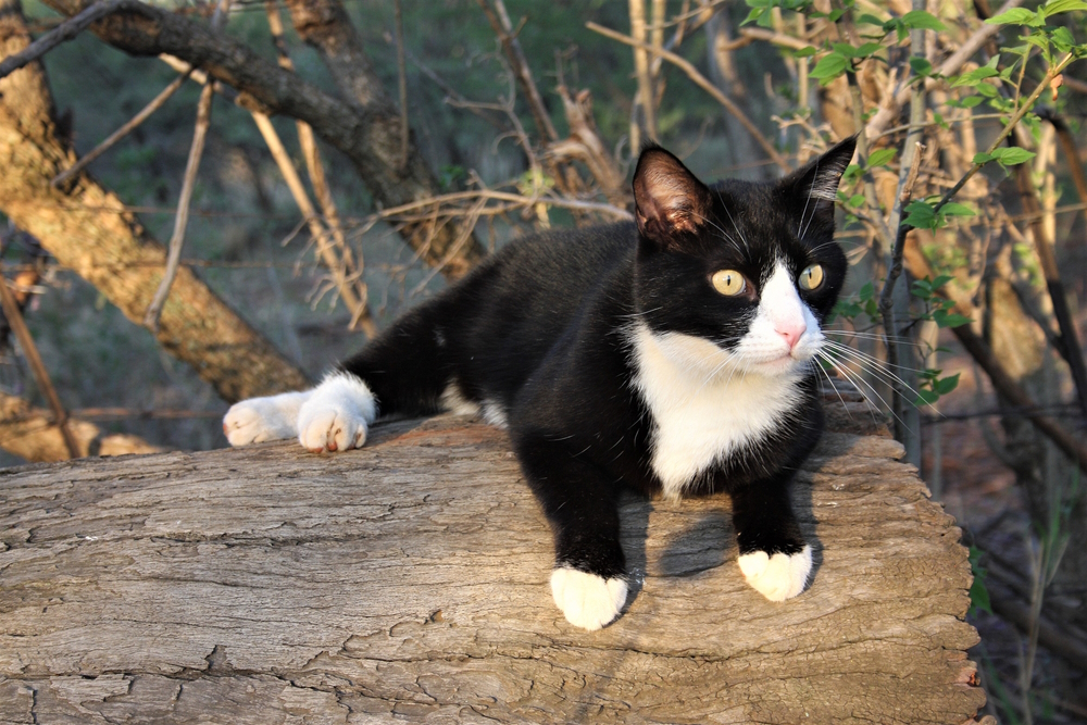 tuxedo-cat-in-the-log