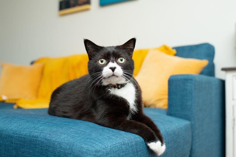 tuxedo-cat-resting-on-couch