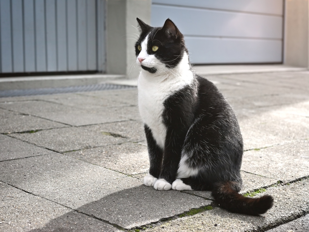 tuxedo-cat-sitting-on-footpath