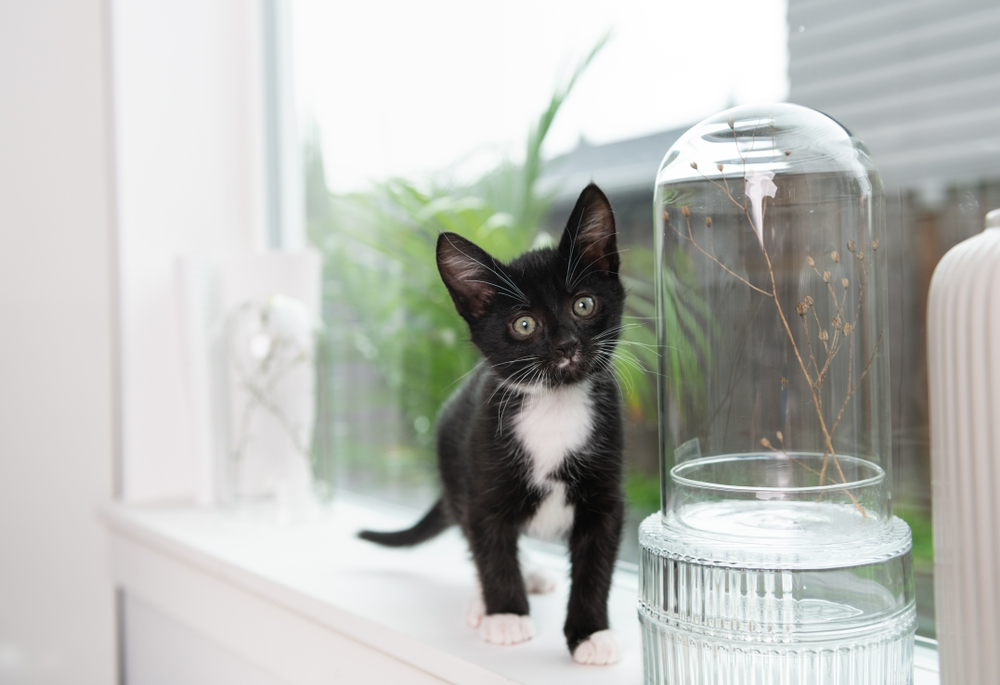 tuxedo-kitten-on-window