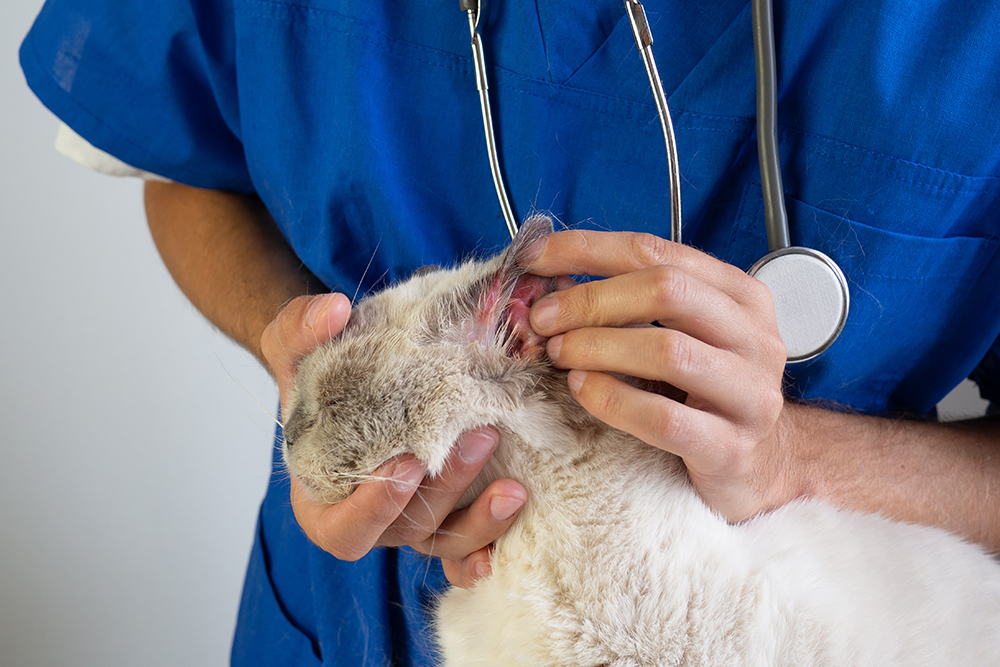 vet checking the ear sore of a cat