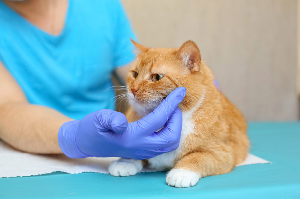 vet checking up the cat