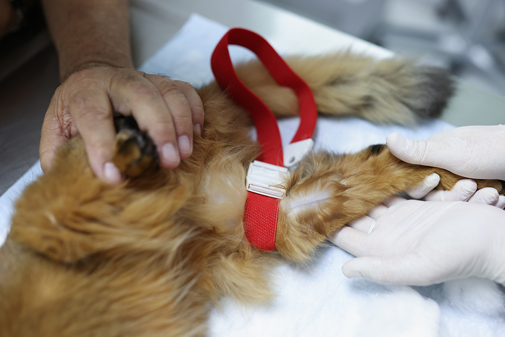 Vet checking up the rear leg of a cat