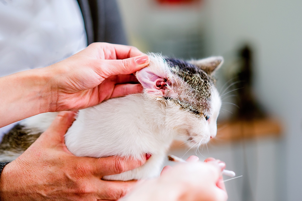 vet cleaning cat's ear at the clinic