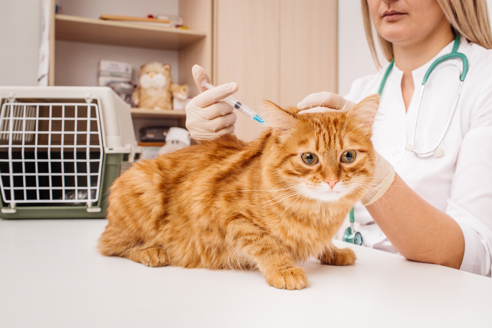 vet-giving-injection-to-cat