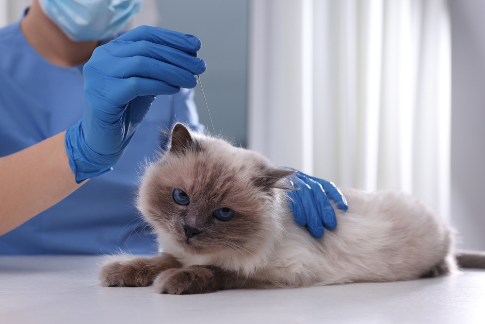 vet holding acupuncture needle near cat's head in clinic