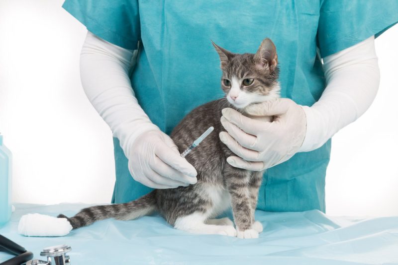 vet holding cat for vaccination