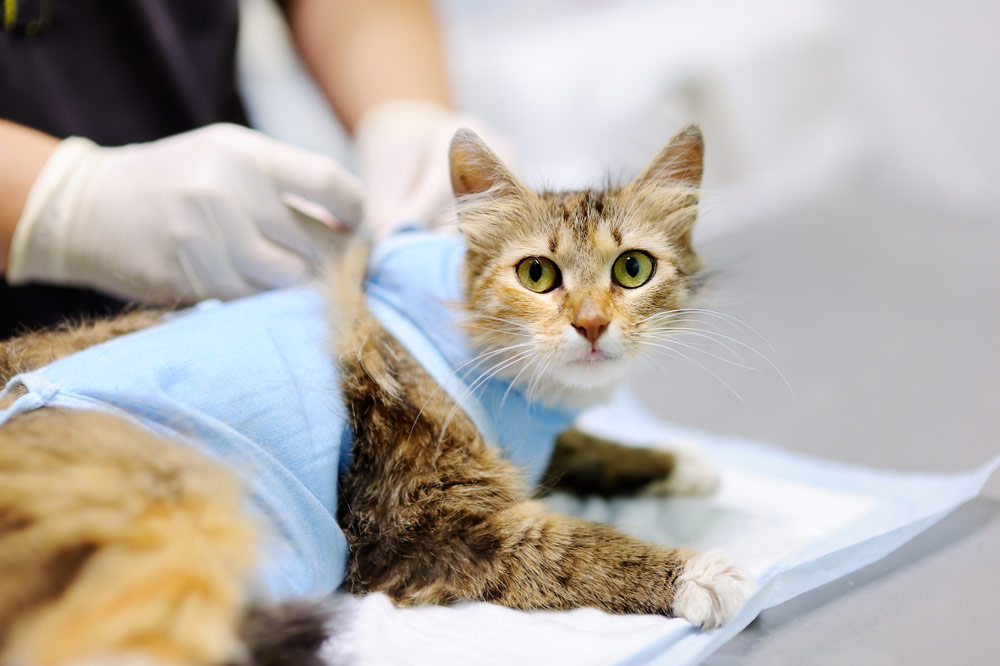 vet putting on surgical suit to a cat after surgery