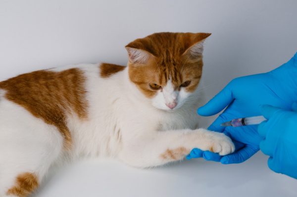 Picture of Feline Leukemia (FeLV) Vaccines for Cats: A Complete Guide (Vet Answer ...