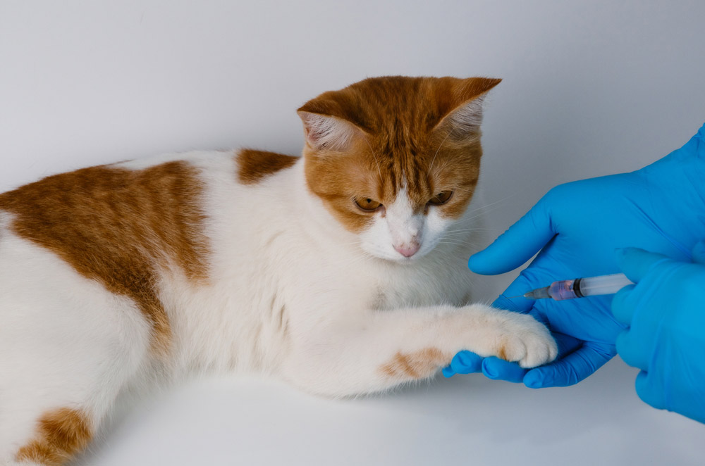vet vaccinate cat in limb area