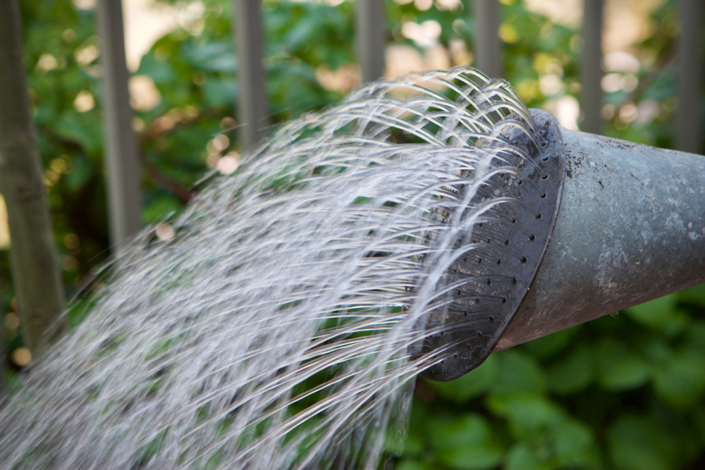 water pouring from galvanised traditional watering can