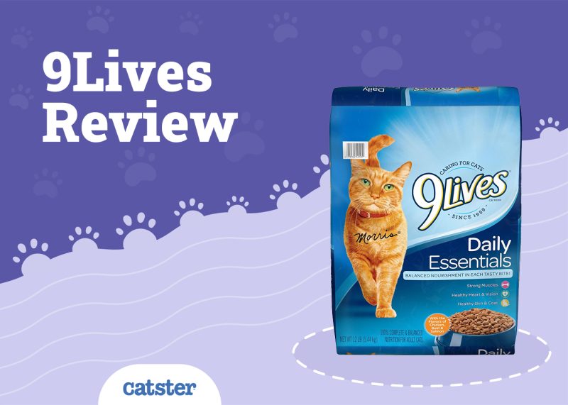 9Lives Cat Food Review