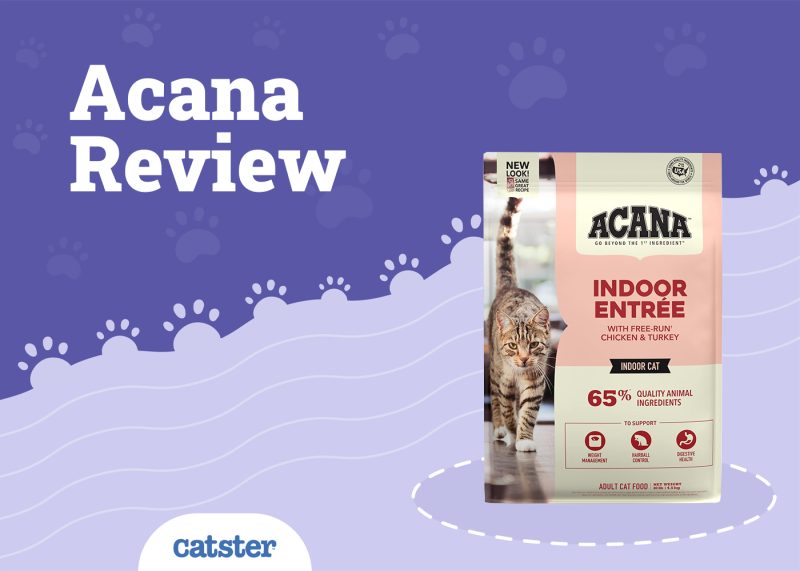 Acana Cat Food Review