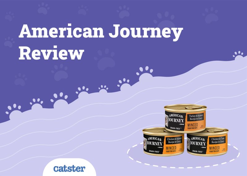 American Journey Cat Food Review