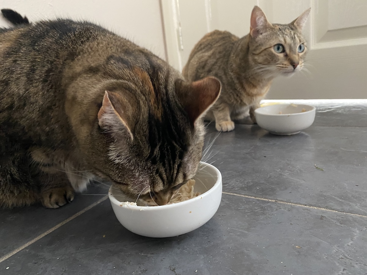 Any change to your cat's appetite- even if it seems healthy- can indicate underlying issues.