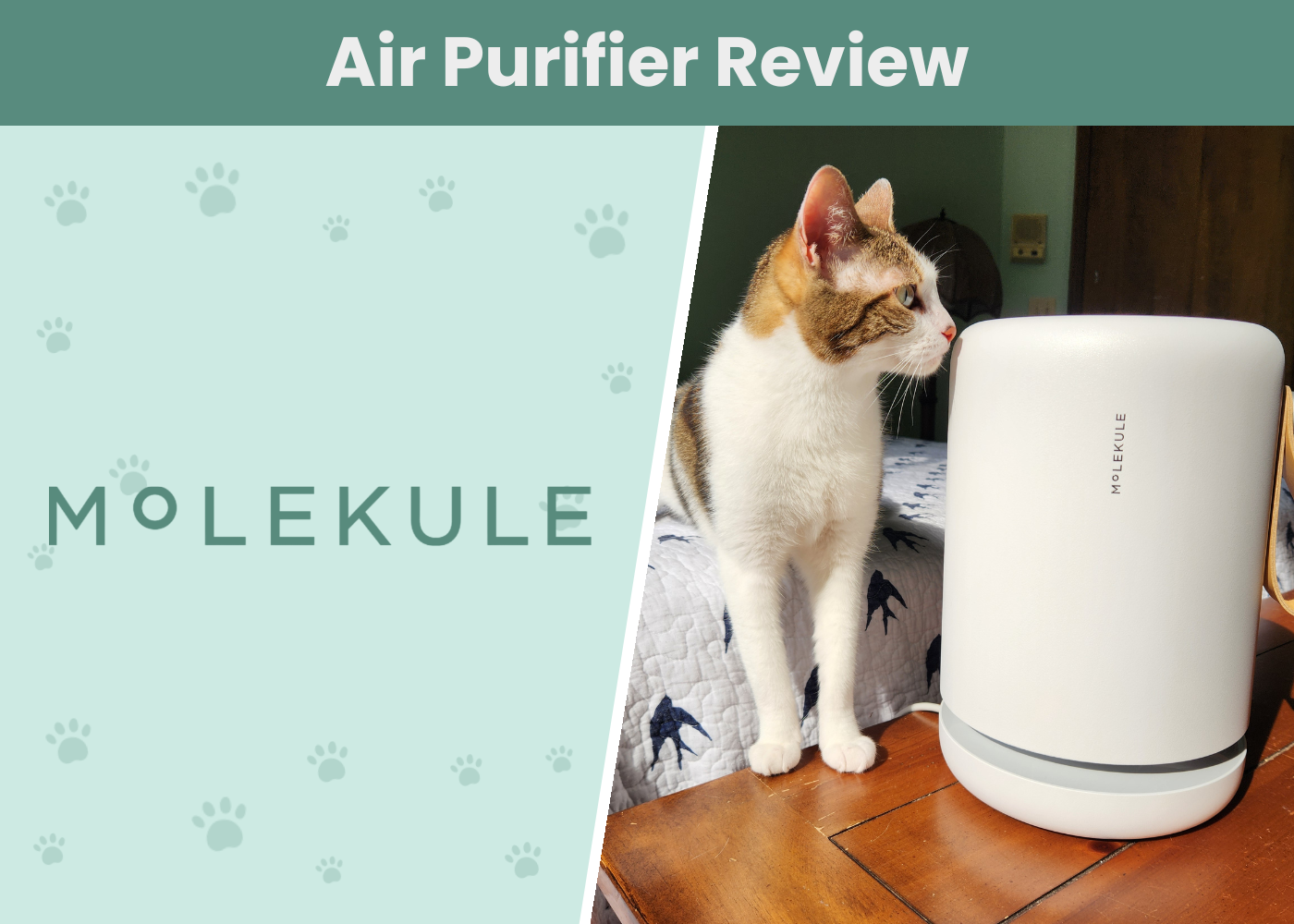 Molekule Air Mini+ Review 2024: A Detailed Look