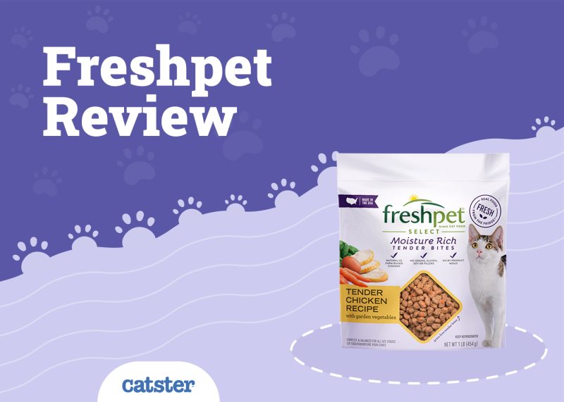 Freshpet Cat Food Review