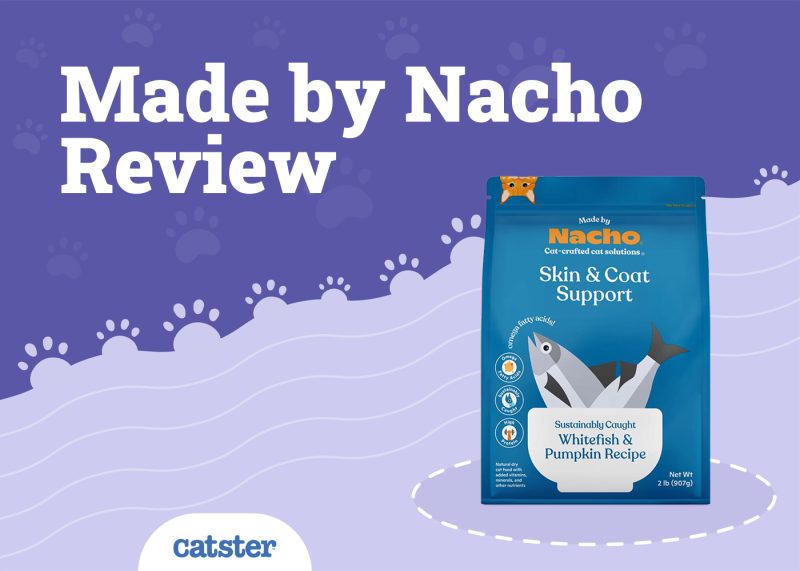 Made by Nacho Cat Food Review