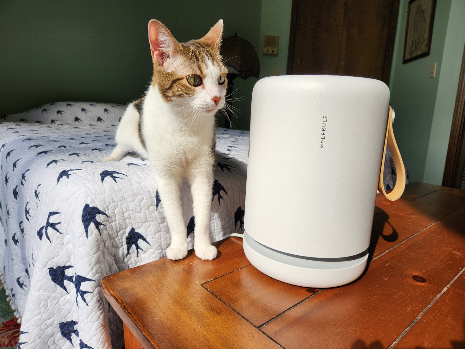 Molekule Air Mini+ Purifier - feline  lying adjacent  to the product