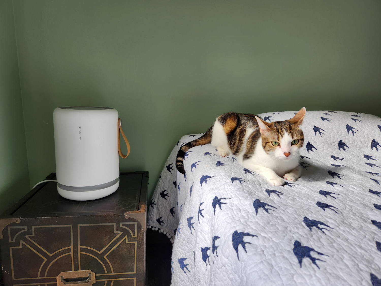 Molekule Air Mini+ Purifier - cat lying on bed and the product on the bedside table