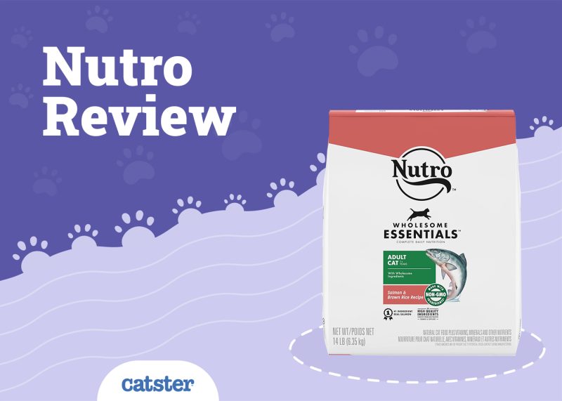Nutro Cat Food Review