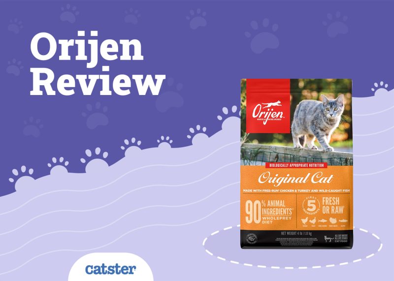 Orijen Cat Food Review
