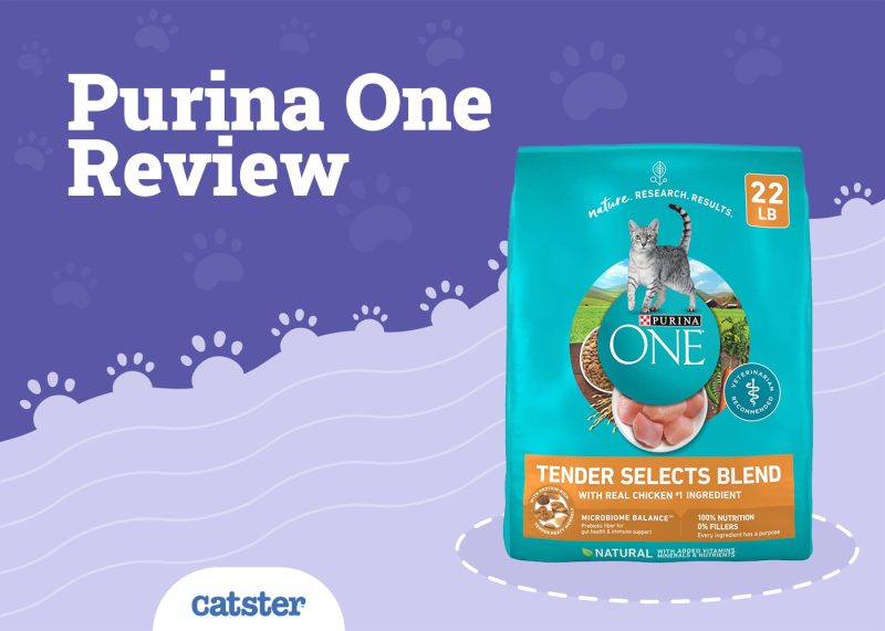 Purina One Cat Food Review