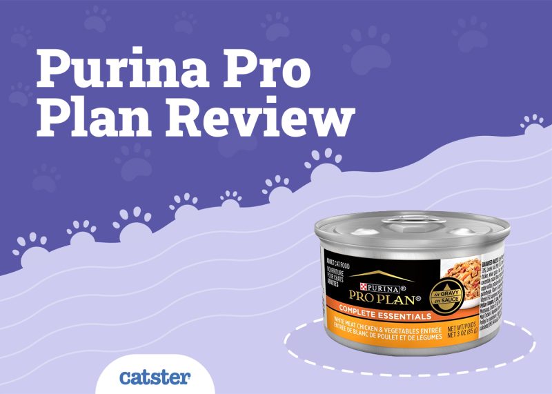 Purina Pro Plan Cat Food Review of 2024 Recalls, Pros & Cons Catster