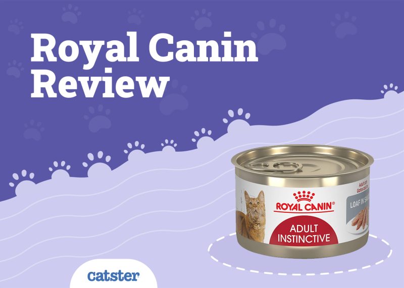 Royal Canin Cat Food Review in 2024 Recalls, Pros & Cons Catster