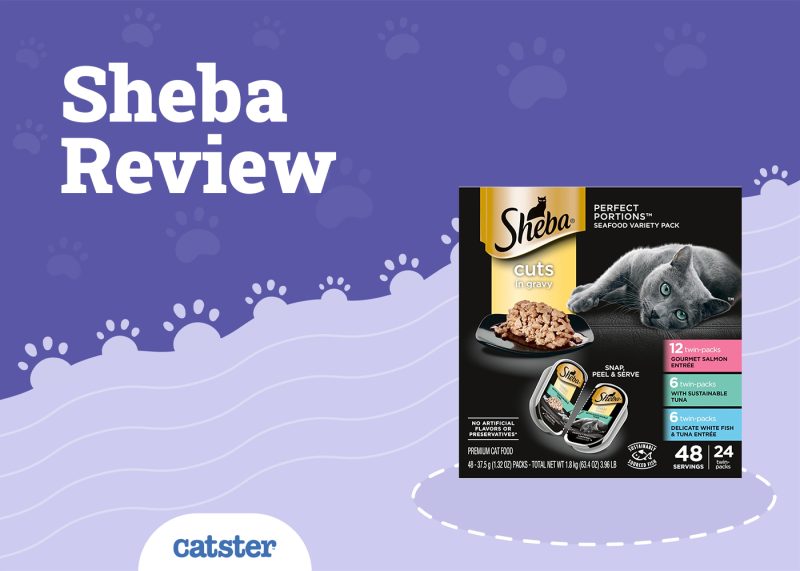 Sheba Cat Food Review