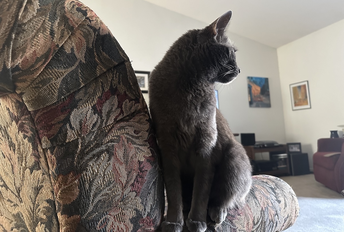 How Comparable Housecats Are to Their Wild Ancestors: Olga’s Wild Streak