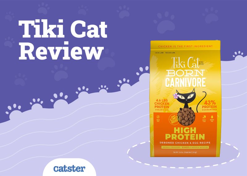 Tiki Cat Food Review