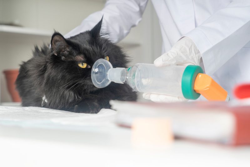 Treating a cat for asthma with an inhaler