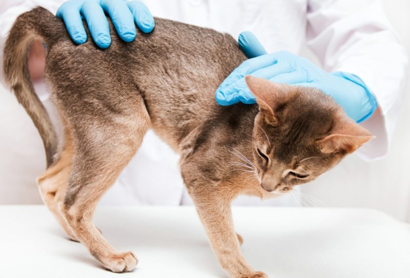 abyssinian-cat-checked-by-vet