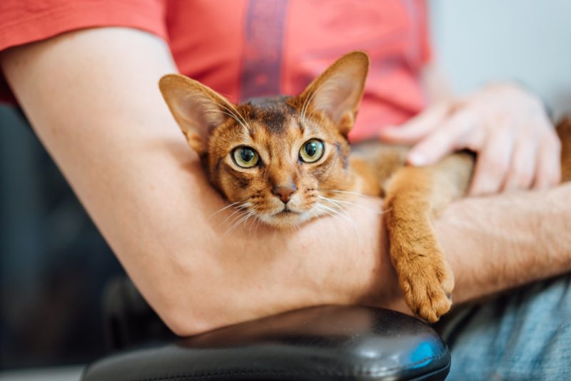abyssinian-cat-hold-by-owner