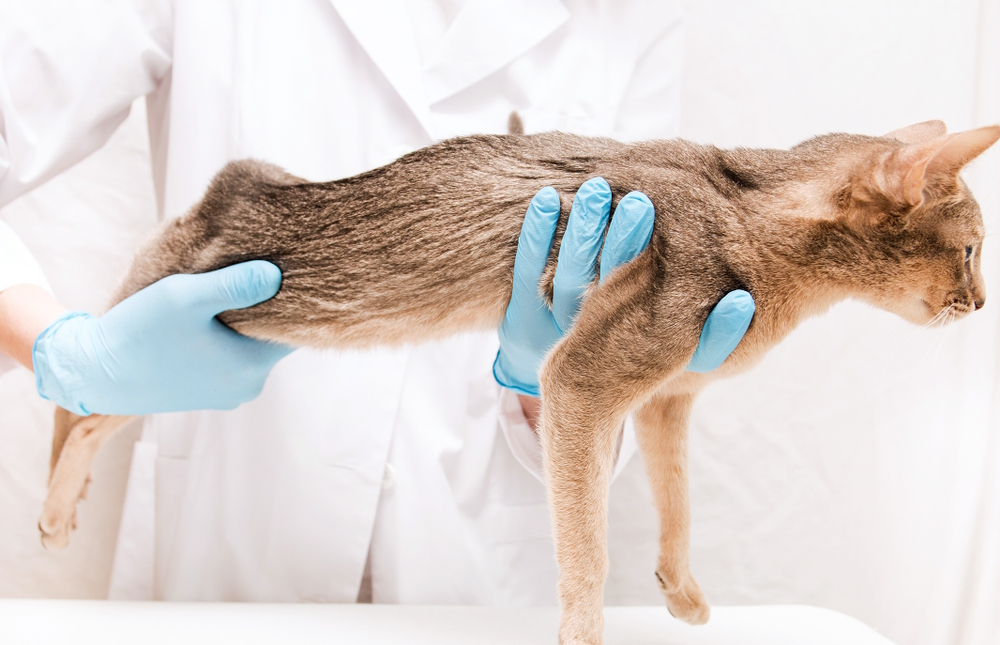 abyssinian-cat-hold-by-vet