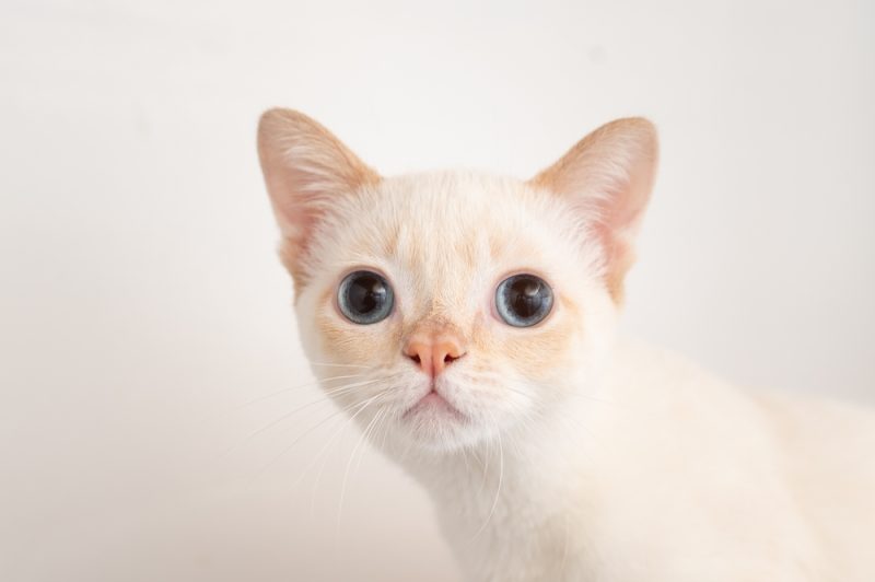 cat with hydrocephalus