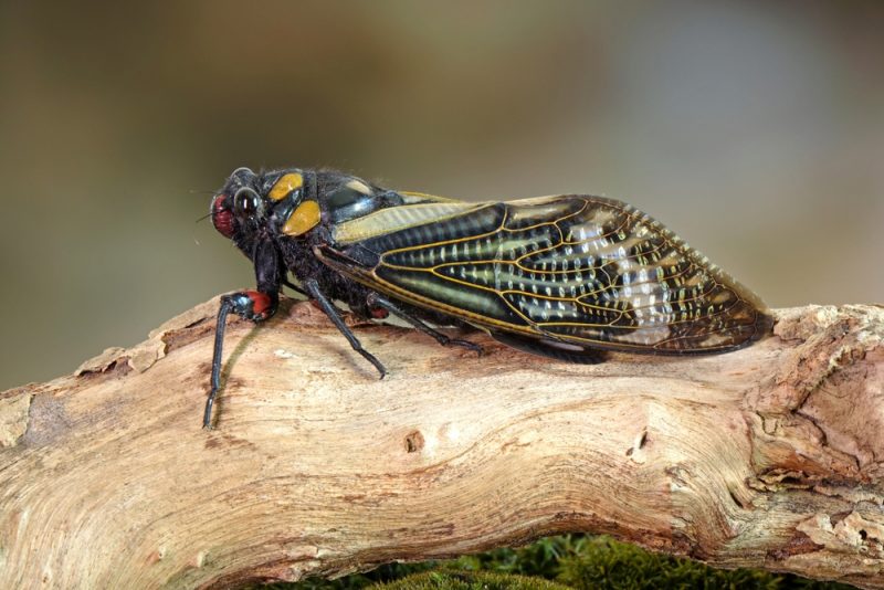cicada-on-the-log