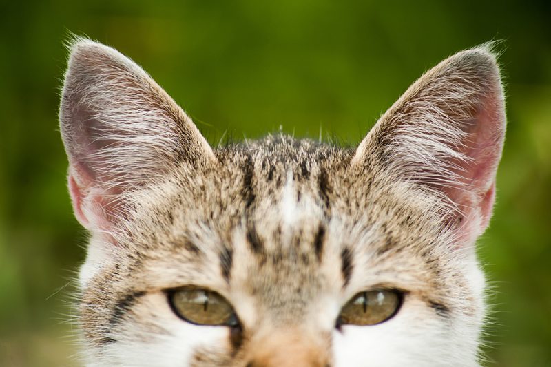 close up cat ears pinna