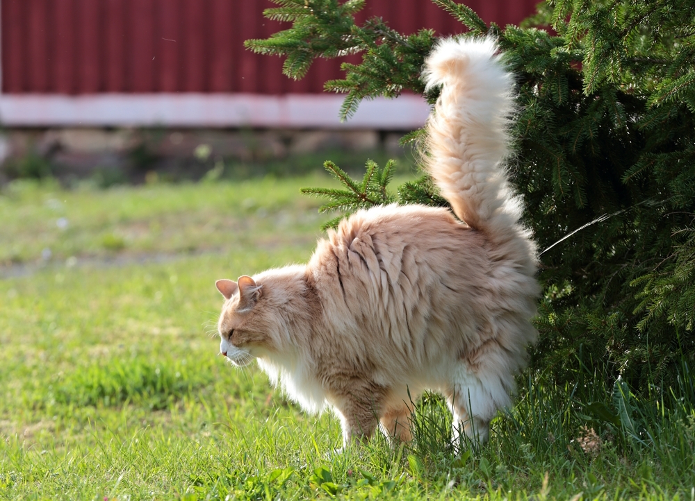 male-norwegian-forest-cat-spraying