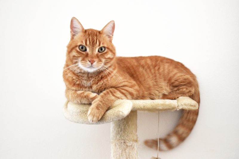 orange tabby cat lying on cat tree
