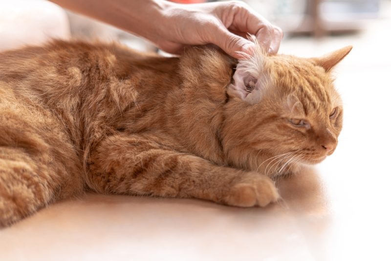 owner-checking-his-cats-ear